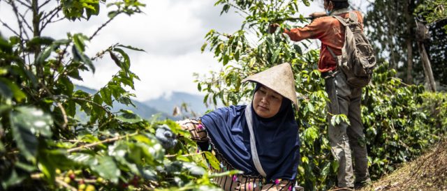 Arriva il nuovo prezzo Fairtrade per il caffè dell’Indonesia