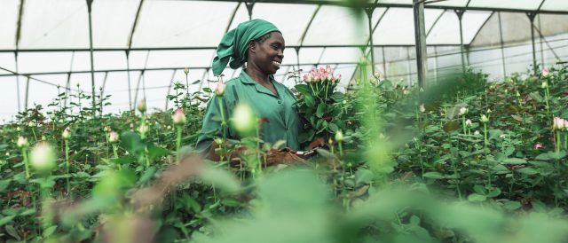 Le rose Fairtrade dal Kenya hanno un'impronta ambientale minore rispetto alle rose olandesi