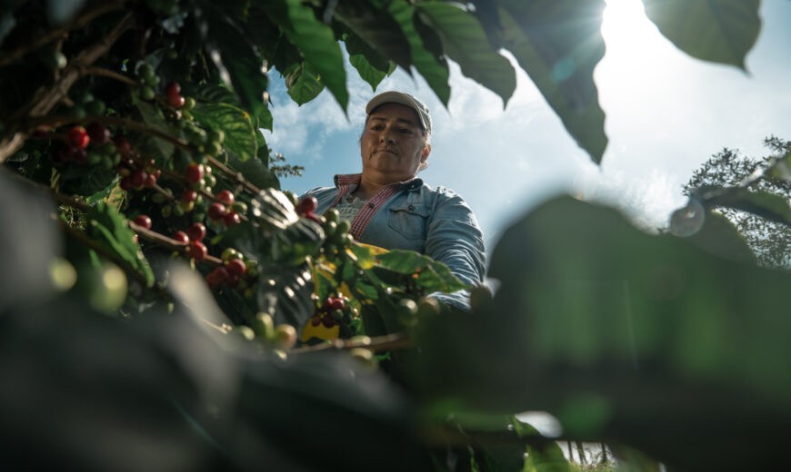 Fairtrade favorisce la resilienza e la sostenibilità dei produttori agricoli