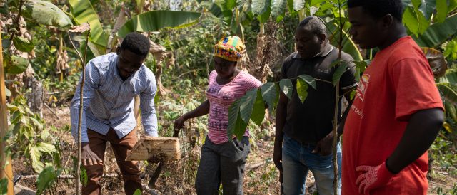 Agroforestazione dinamica: un progetto di resilienza climatica in Ghana