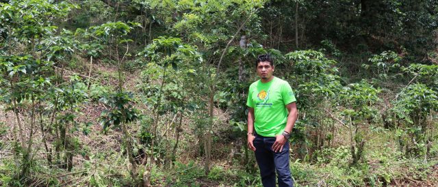 COP27: gli agricoltori Fairtrade piantano 300 mila alberi