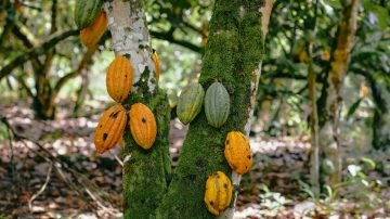 Lo Standard del cacao è stato aggiornato: più requisiti su diritti umani e deforestazione