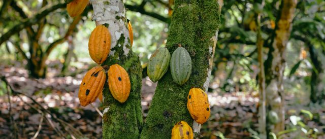 Lo Standard del cacao è stato aggiornato: più requisiti su diritti umani e deforestazione