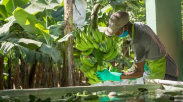 Il lavoro di Fairtrade ai tempi dell’inflazione