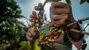 L’agricoltura sostenibile è la chiave per sistemi alimentari sostenibili