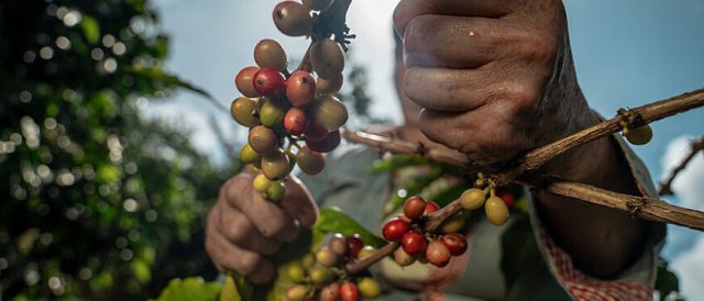 L’agricoltura sostenibile è la chiave per sistemi alimentari sostenibili