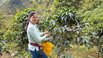 Lo Standard del caffè ora include la normativa sulla deforestazione