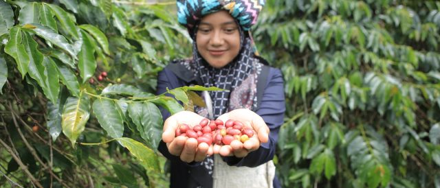 Caffè sostenibile: come viene coltivato e perché sceglierlo