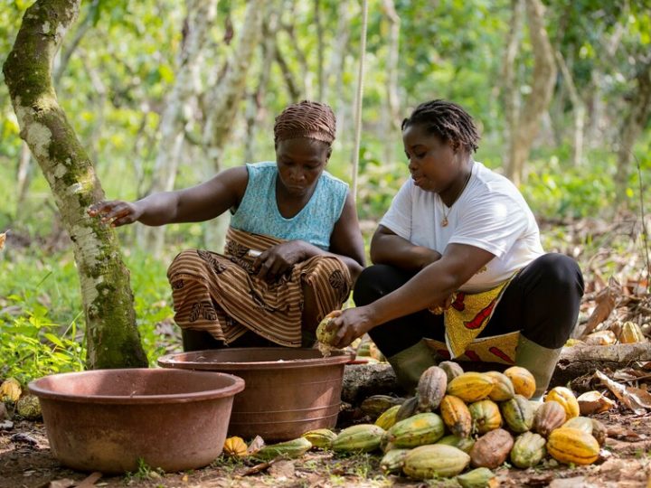 Per i coltivatori di cacao in Africa la formazione è cruciale. Tutti i dati nel nuovo rapporto WACP