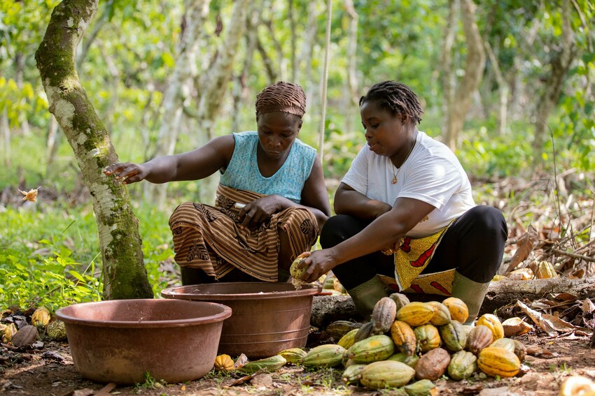 Ghana, Costa d’avorio e Sierra Leone: un nuovo report Fairtrade