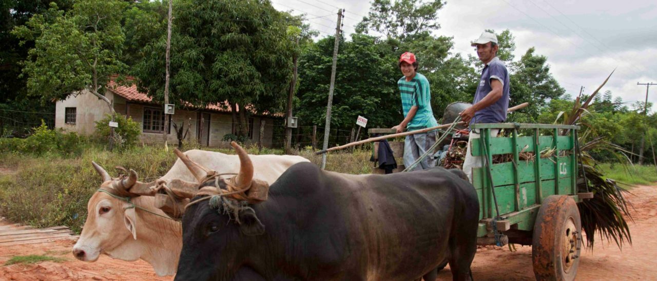 Cooperativa Manduvirà - carro trainato da buoi