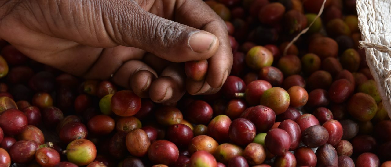 semi di caffè fairtrade