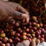 semi di caffè fairtrade