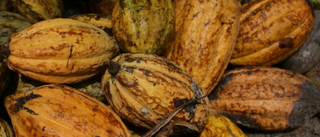 Il cacao Fairtrade che protegge l'ambiente