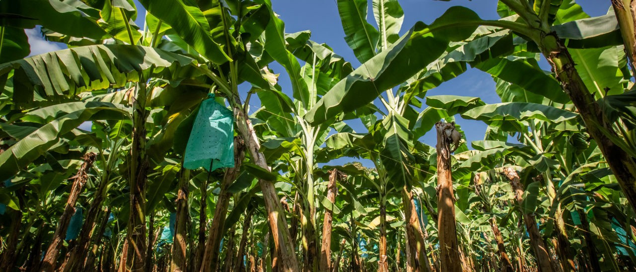 Banani e lotta biologica