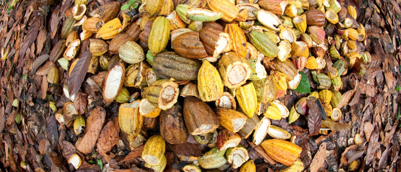 Semi di cacao