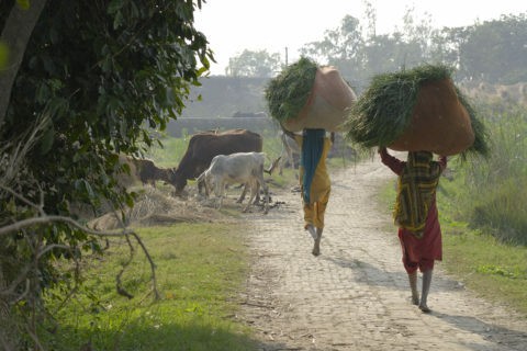 Sunstar-Federation of Small Farmers of the Khaddar