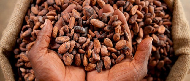 Cacao africano, un nuovo rapporto