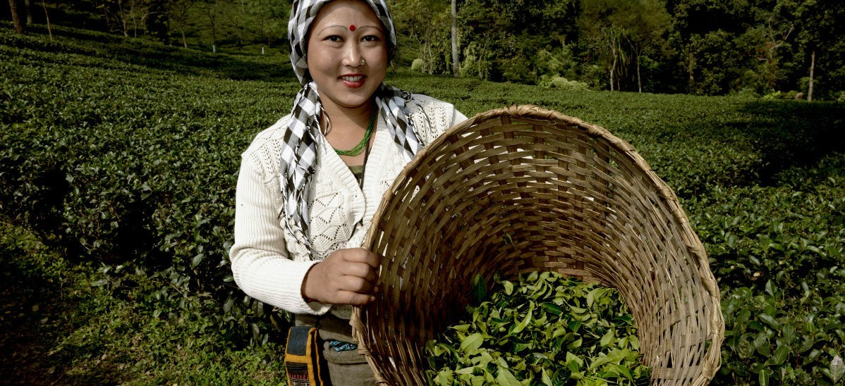 makaibari fairtrade tea