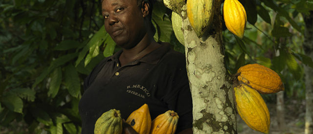 Le regine del cacao