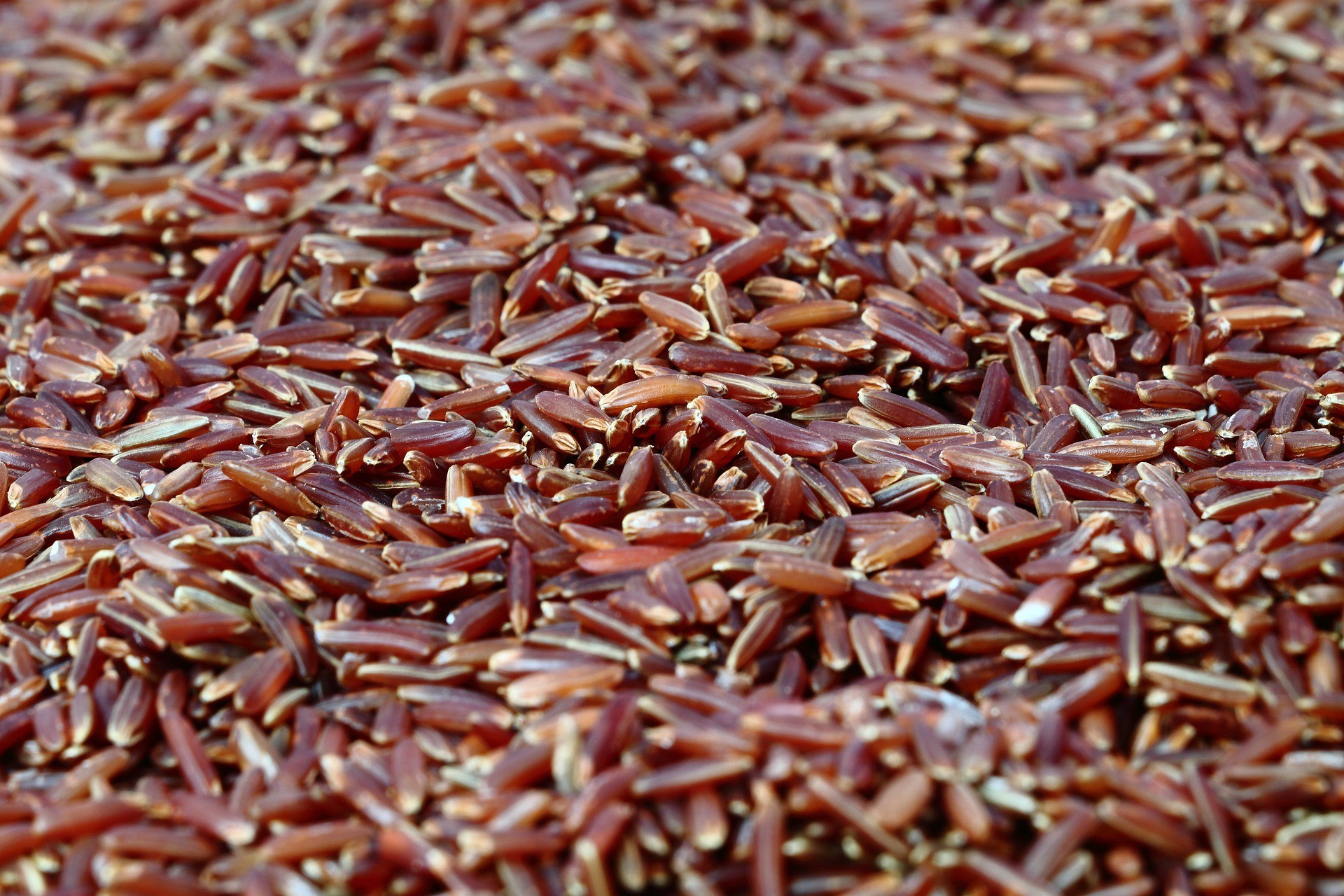Red rice. Рис красный нешлифованный. Бутанский красный рис. Рис дикий красный. Краснозерный рис.