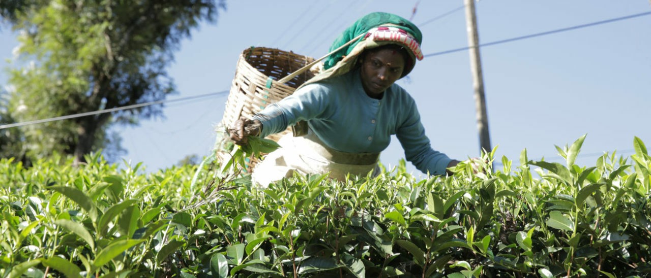 Shanmuga ha 30 anni e da 10 fa la raccoglitrice di tè