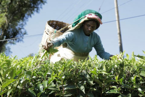 United Nilgiri Tea Estates