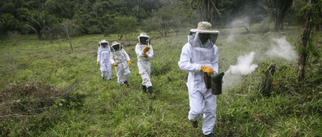 Il cambiamento climatico minaccia la sopravvivenza delle api