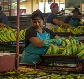 Le banane equosolidali di Coobana