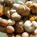 produttori fairtrade di frutta secca