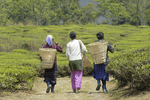 Produttori di tè in una piantagione