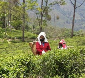 INDIA: la situazione dei produttori di tè