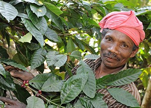 Migliore produttività e qualità del caffè in India